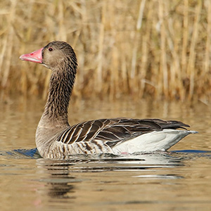 Greylag Goose